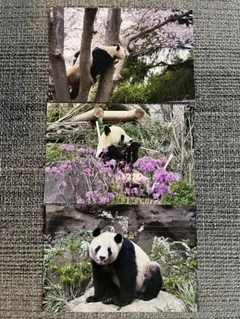 上野動物園 シャオシャオレイレイ クリアファイルポストカードセット