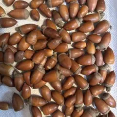 天然 どんぐり 大量セット ハンドメイド素材