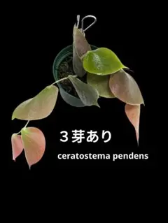 Ceratostema ivanportillae セラトステマ 着生ツツジ - メルカリ