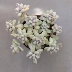 多肉植物　だるま姫秋麗