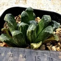 多肉植物ハオルチア　玉万錦
