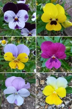 花の種　ビオラの種MIXのサムネイル
