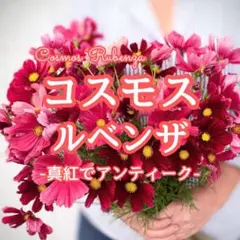 2026年最新】花 種 珍しいの人気アイテム - メルカリ