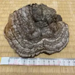 さるのこしかけ中