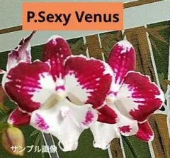 2025年最新】ミディファレノの人気アイテム - メルカリ