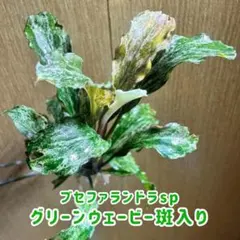 2026年最新】ブセファランドラ 斑入りの人気アイテム - メルカリ