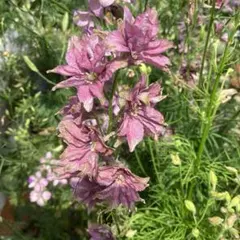 Fern様 リクエスト 2点 まとめ商品