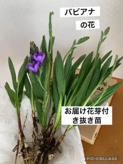 【本日ネコポス発送】 バビアナ濃い紫色　蕾付き抜き苗のサムネイル