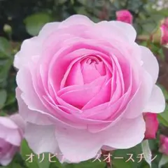 【ソフトピンク】オリビア　薔薇　抜き苗　バラ苗　シュラブ♦F♦四季咲きのサムネイル