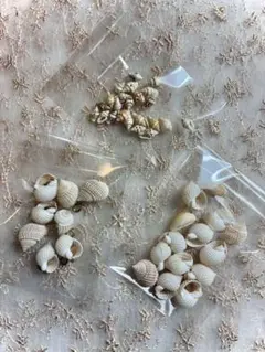 アクセサリー　貝殻セット 複数個入り　チャーム　ビーズ　ピアス　アンクレット