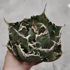 2026年最新】魔丸 アガベの人気アイテム - メルカリ