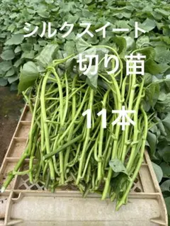 シルクスイート 10本 新鮮さつまいも苗 無農薬 - メルカリ