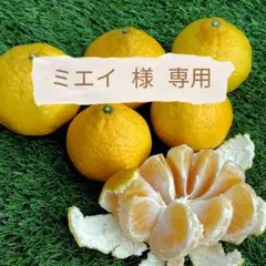 ミエイ様専用【愛媛県産】媛小春、甘平 家庭用 １０kg