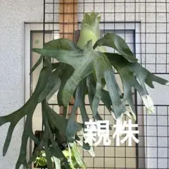 ビカクシダ ゴジラ P. 'GODZILLA' - メルカリ