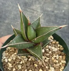 2025年最新】サンスベリアの人気アイテム - メルカリ