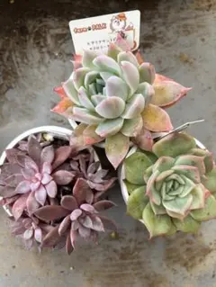 mizutama様 リクエスト 2点 まとめ商品