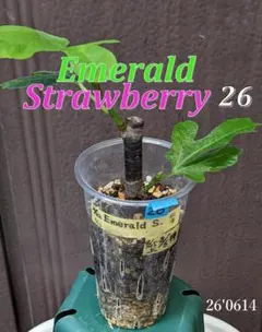イチジク小苗 Emerald Strawberry 挿し木苗 25 - メルカリ