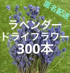 イングリッシュラベンダー ドライフラワー 300本 ハンドメイドのサムネイル