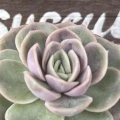 bブルーサプライズ 抜き苗 エケベリア 多肉植物