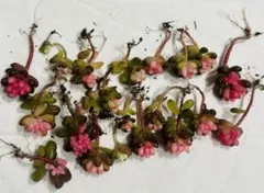 SALE！多肉植物　レッドベリー錦　全部 根付き&カット