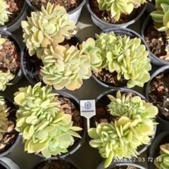 Top【選抜株】多肉植物　360901ピーチ ヘイヴン　24個　鉢無し/脱土 Top【選抜株】多肉植物 25640ピーチプライド綴化 40個 鉢無し/脱土
