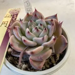 233 多肉植物　円　まどか　ミックスベリア おらいさん抜き苗