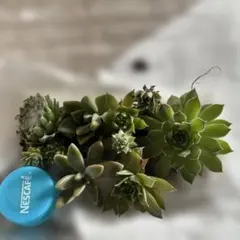 多肉植物　センペルビウム　詰め合わせ　寄せ植えセット　初心者さん向けのサムネイル