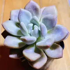 Top【選抜株】多肉植物 363079オパリナ錦 35個 鉢無し/脱土 - メルカリ