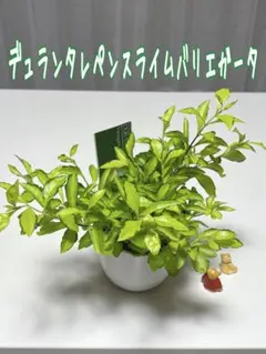 デュランタレペンスライムバリエガータ　斑入り　ボリュームジャンボ　ネコポス発送のサムネイル