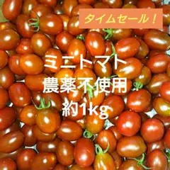 １箱限定タイムセール❗ 朝採り　ミニトマト　赤　栽培中農薬不使用　ネコポス発送のサムネイル