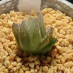 6133 トリコネオン　多肉植物 ハオルチア アロエ