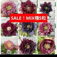 黒狐様 リクエスト 6点 まとめ商品