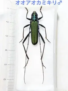 ホンドスミイロハナカミキリ♂ ホンドスミイロハナカミキリ♂ - メルカリ