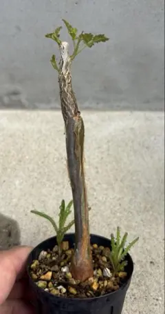 ドルステニア ジプソフィラ 実生 多肉植物 サボテン パキポディウム