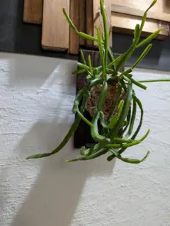 SORA♡今は購入専門です❤︎様 リクエスト 2点 まとめ商品