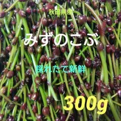 パッキー 秋田県産 みずのこぶ 500g 採れたて パッキー様専用 秋田県産 みずのこぶ 500g 採れたて - メルカリ