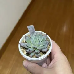 2026年最新】ザラゴーサの人気アイテム - メルカリ