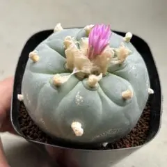 ふるふる様 リクエスト 2点 まとめ商品