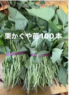 2026年最新】栗かぐや 苗の人気アイテム - メルカリ