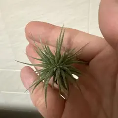 ハ*可様 チランジア イオナンタ モンストローサ Tillandsia iona