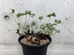 《期間限定販売❗️》『ペラルゴニウムミラビレ』 現地球発根済み極美大株挿し木3本付 ペラルゴニムミラビレ | STORES