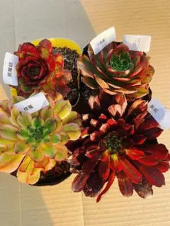 69 多肉植物 アエオニウム 抜き苗 4種セット