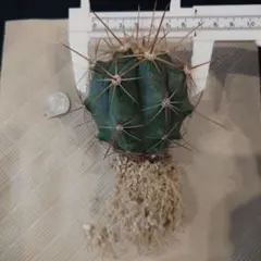 さきおさん様 リクエスト 5点 まとめ商品