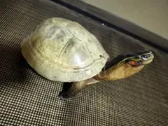 トウブハコガメ骨格標本(甲羅) 極美放射模様　剥製　爬虫類 トウブハコガメ骨格標本(甲羅) 極美放射模様 剥製 爬虫類