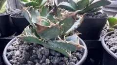 アガベ オテロイ 実生一点物 一軍株 - メルカリ