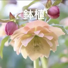 2025年最新】クリスマスローズ開花株の人気アイテム - メルカリ