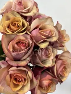 バラ大株 B 野薔薇 ノイバラ ピンク × 白グラデーション小花 抜き苗