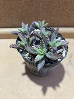 luiz様 リクエスト 3点 まとめ商品