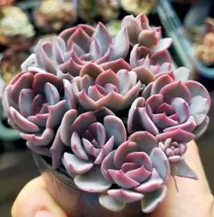 毒りんご　ロウルサンコ　土付き発送　多肉