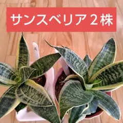 ☆S-5 超稀少 サンスベリア スノーホワイト 斑入り メルカリ発送 S11548☆オークション販売☆ サンスベリア スノーホワイト 極上斑入り